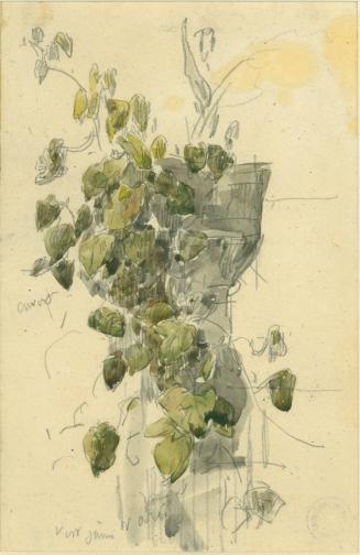 Philodendron: Vase with Hanging Plant
